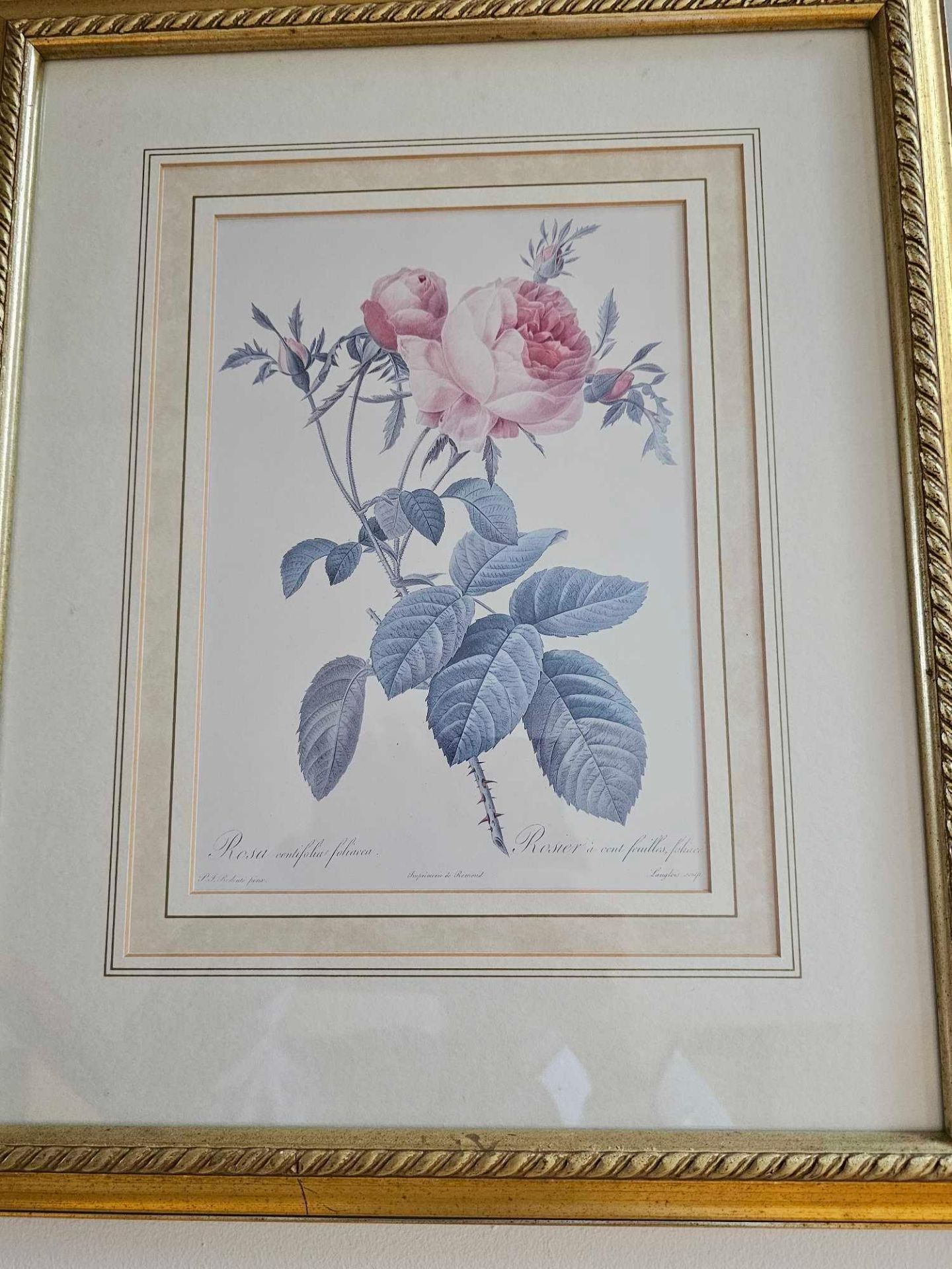 A Set Of Six Framed Rose Engraving Prints From Redoutes Les Roses (Paris 1817-1824) Each Framed 38 X - Image 3 of 7