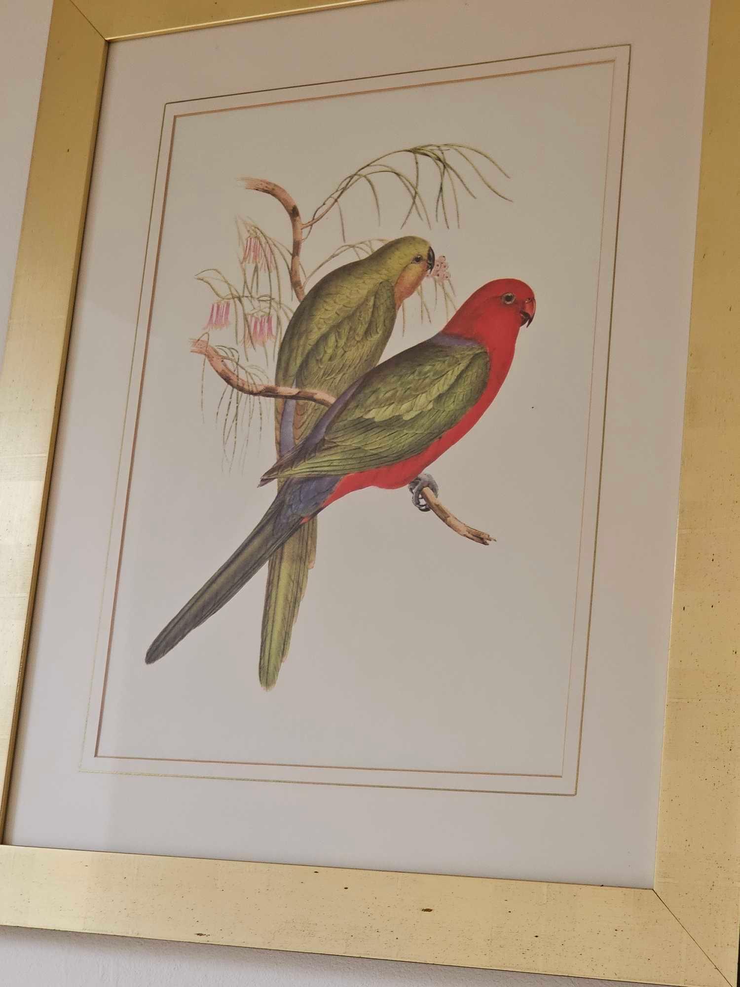 A Set Of 2 John Gould (British 1804 - 1881) Prints Rosehill Parakeets And Bernard's Australian - Image 5 of 5