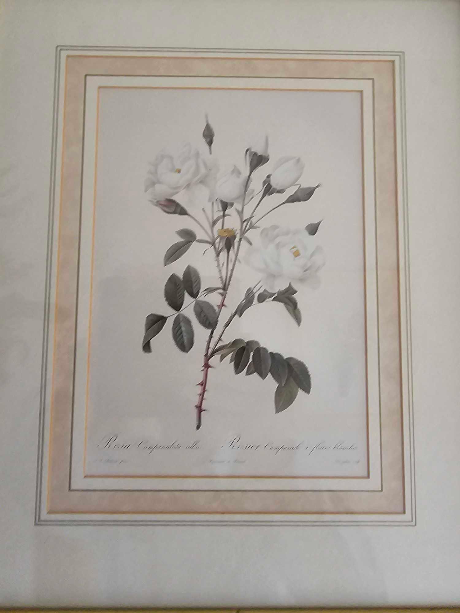 A Set Of Six Framed Rose Engraving Prints From Redoutes Les Roses (Paris 1817-1824) Each Framed 38 X - Image 6 of 7