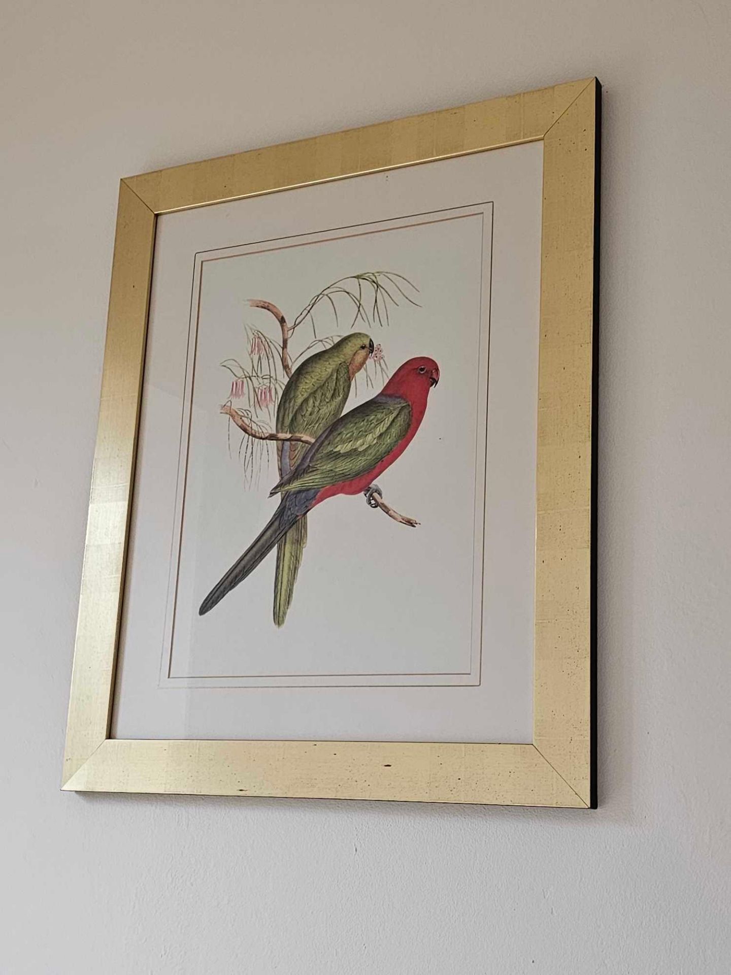 A Set Of 2 John Gould (British 1804 - 1881) Prints Rosehill Parakeets And Bernard's Australian - Image 4 of 5