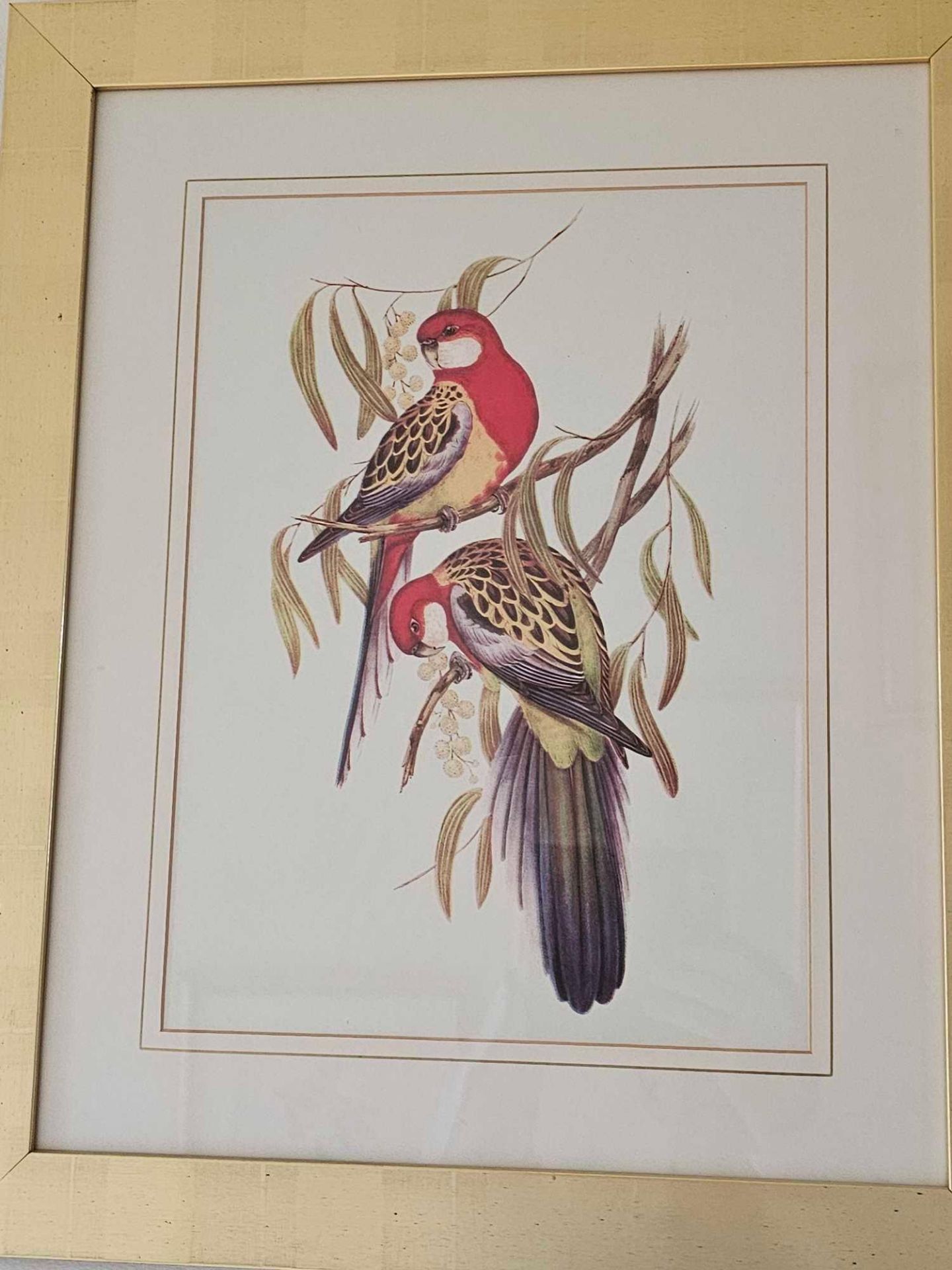 A Set Of 2 John Gould (British 1804 - 1881) Prints Rosehill Parakeets And Bernard's Australian - Image 3 of 5