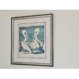 A Framed Photoprint Pelicans 43 X 48cm