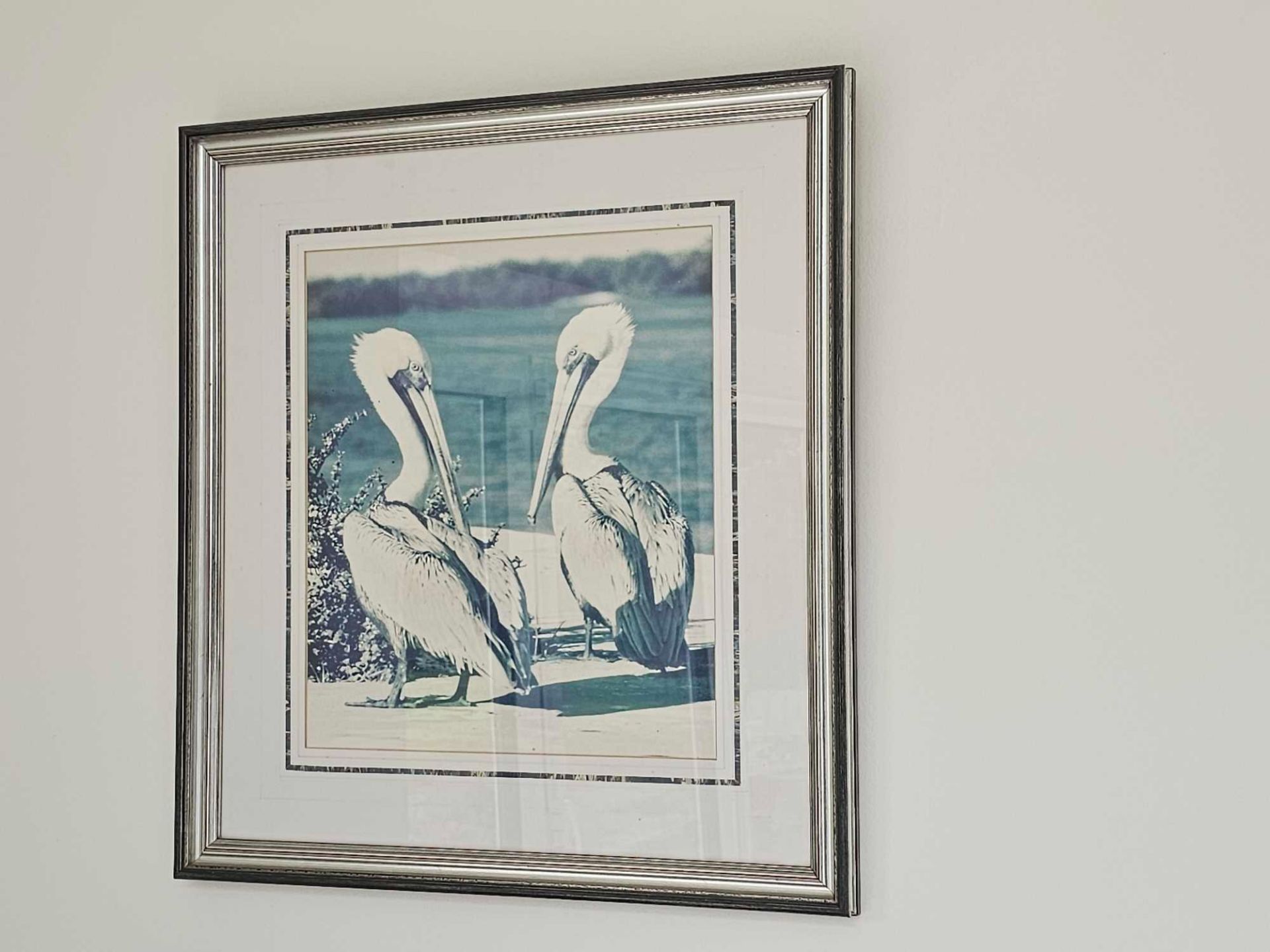 A Framed Photoprint Pelicans 43 X 48cm