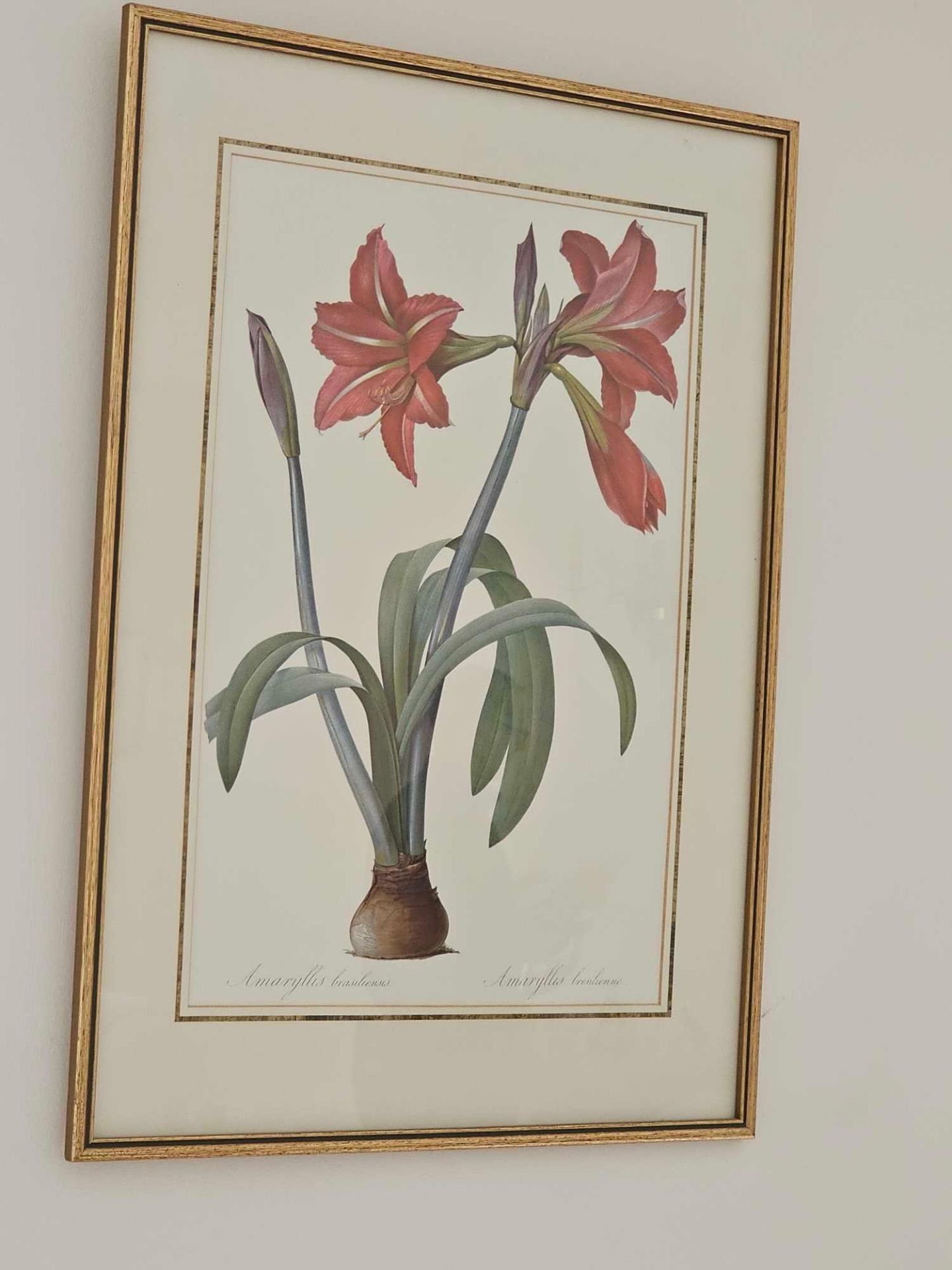 Lithograph Of Amaryllis Brasiliensis By Pierre Joseph Celestin RedoutÃ© From P. J. RedoutÃ©'s