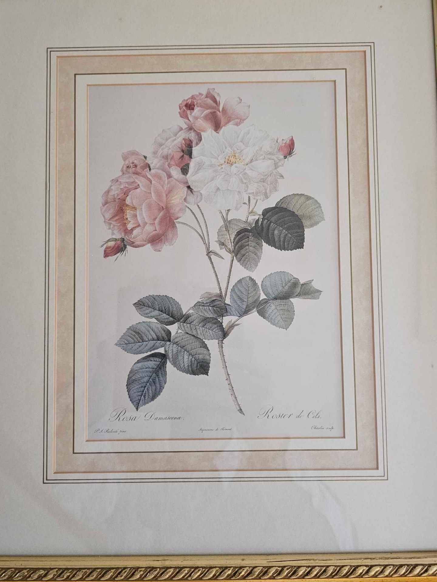 A Set Of Six Framed Rose Engraving Prints From Redoutes Les Roses (Paris 1817-1824) Each Framed 38 X - Image 5 of 7