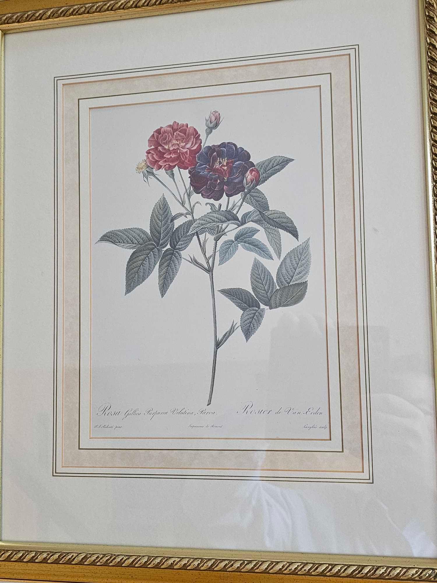 A Set Of Six Framed Rose Engraving Prints From Redoutes Les Roses (Paris 1817-1824) Each Framed 38 X - Image 2 of 7