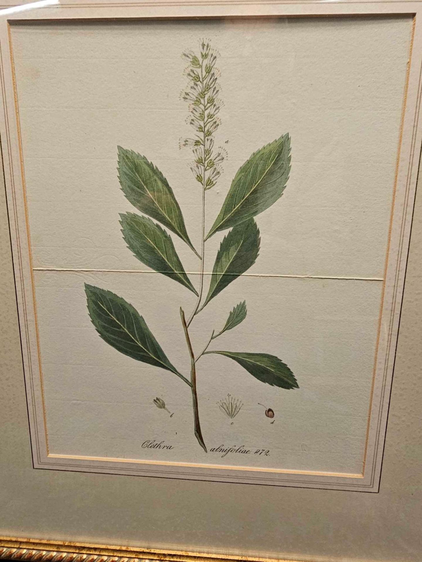 2 x Framed Prints (1) Pear Tree And Fruit German Botanical Artist And (2) Clethra Alnifolia - Image 2 of 4