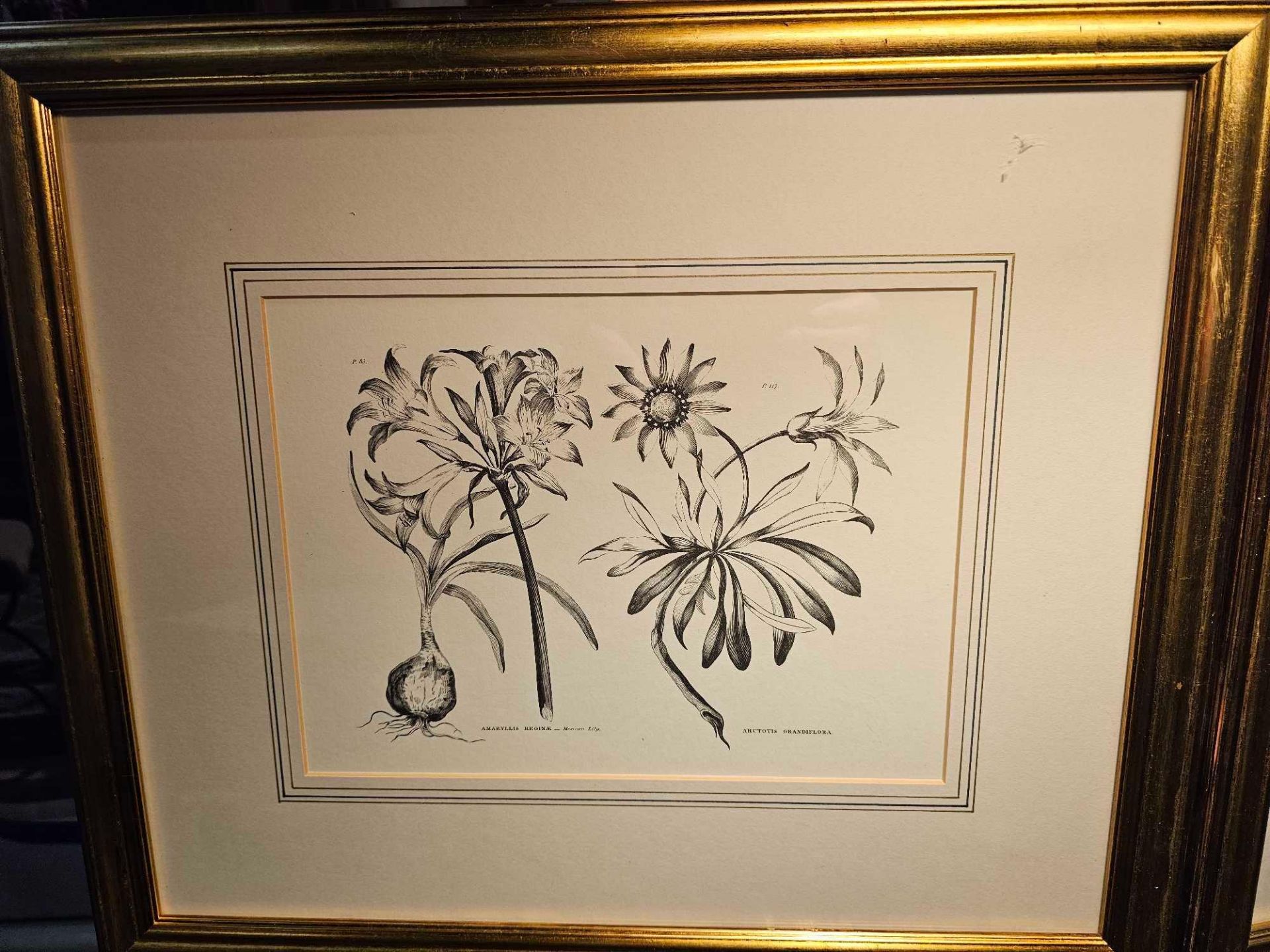 4 x Framed Prints Botanical Studies 48 x 41cm (Hotel 58) - Image 2 of 6