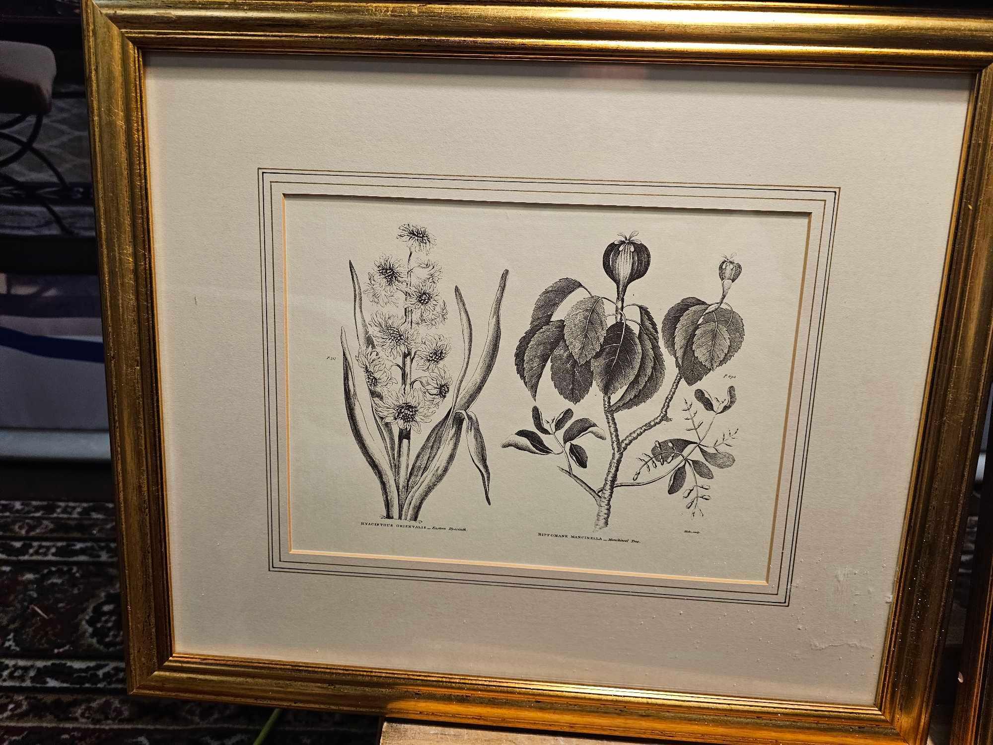 4 x Framed Prints Botanical Studies 48 x 41cm (Hotel 58) - Image 4 of 6