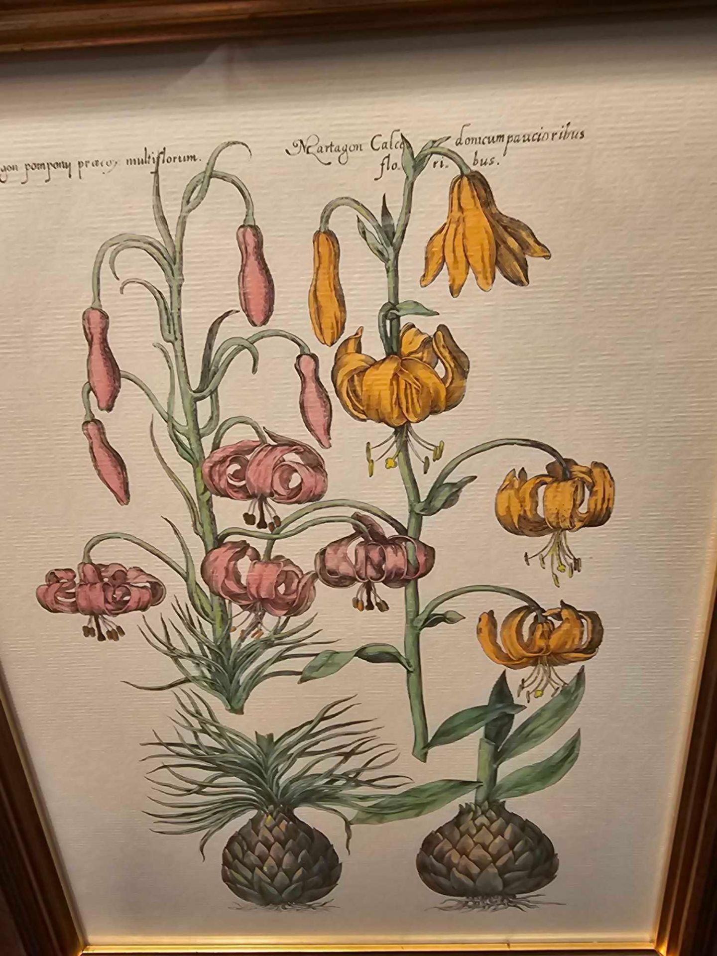 2 x Framed Botanical Prints (1) 230-236 Botanical By Emanuel Sweet C.1612 (2) Liliosphodel, - Image 3 of 4