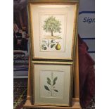 2 x Framed Prints (1) Pear Tree And Fruit German Botanical Artist And (2) Clethra Alnifolia