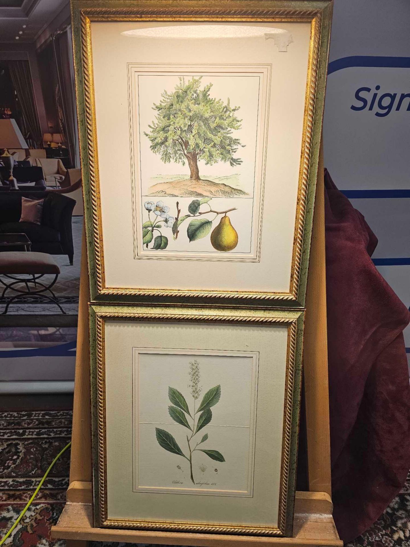 2 x Framed Prints (1) Pear Tree And Fruit German Botanical Artist And (2) Clethra Alnifolia