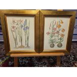 2 x Framed Botanical Prints (1) 230-236 Botanical By Emanuel Sweet C.1612 (2) Liliosphodel,