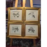 4 x Framed Prints The Woodland Companion: Or A Brief Description of British Trees. With Some Account