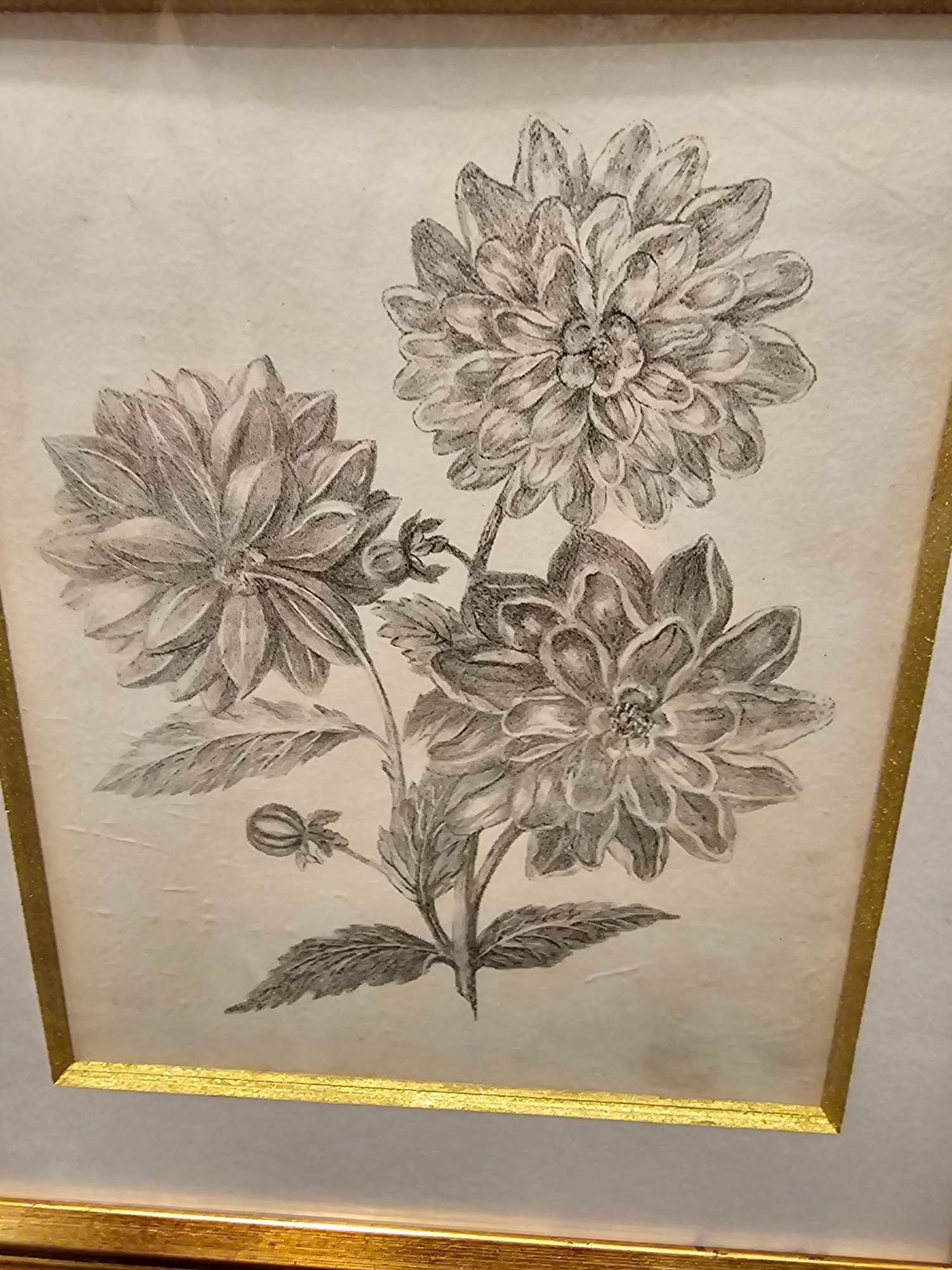 A Set of 3 x Framed Prints 2 Botanical Studies 34 x 39cm And Print After Michelangelo Buonarroti Pen - Bild 3 aus 6
