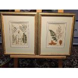 2 x Framed Botanical Prints (1) Decandria Monogyne Sophora. History, Nature, Botany; Scallaglia (