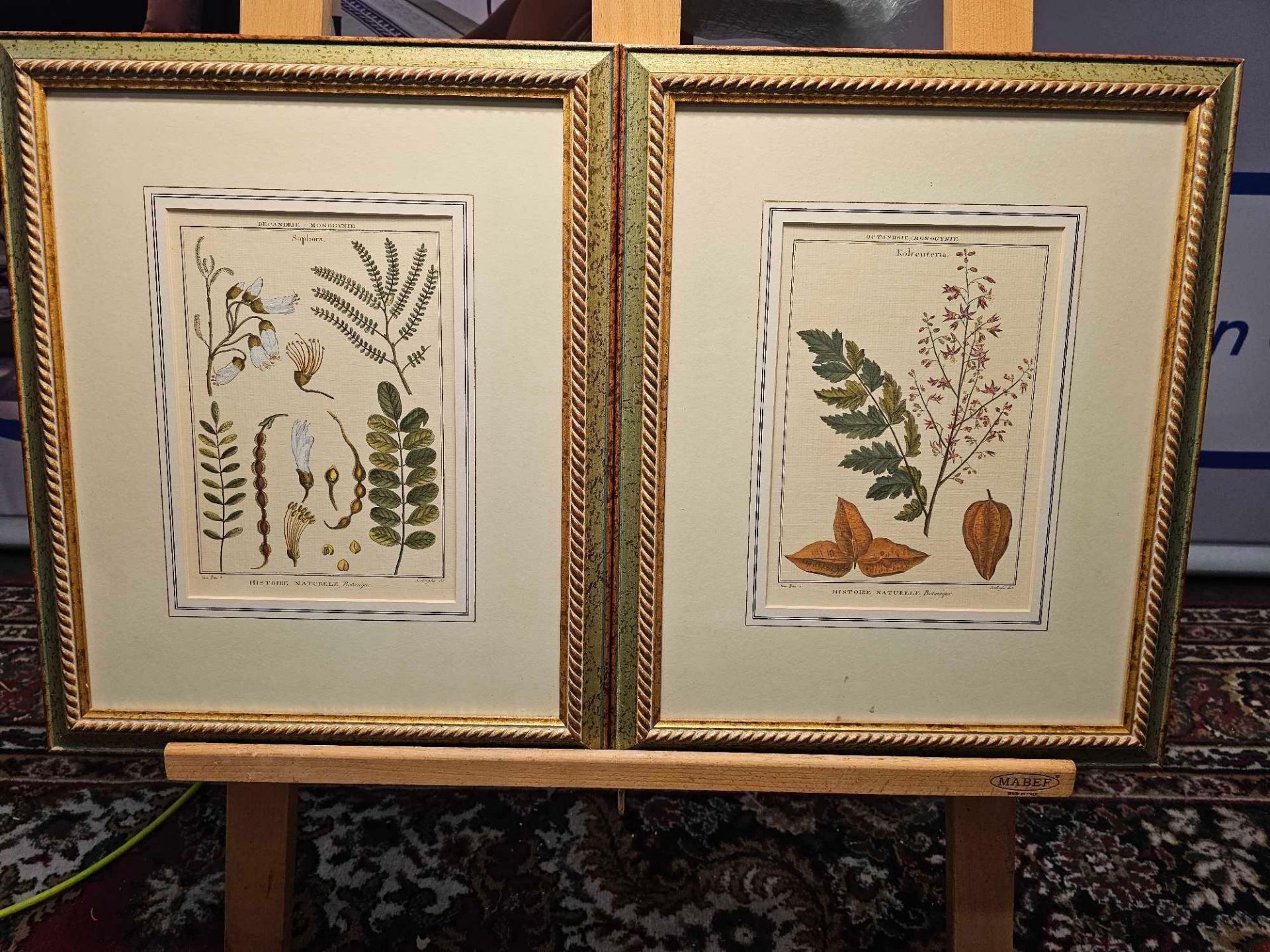 2 x Framed Botanical Prints (1) Decandria Monogyne Sophora. History, Nature, Botany; Scallaglia (