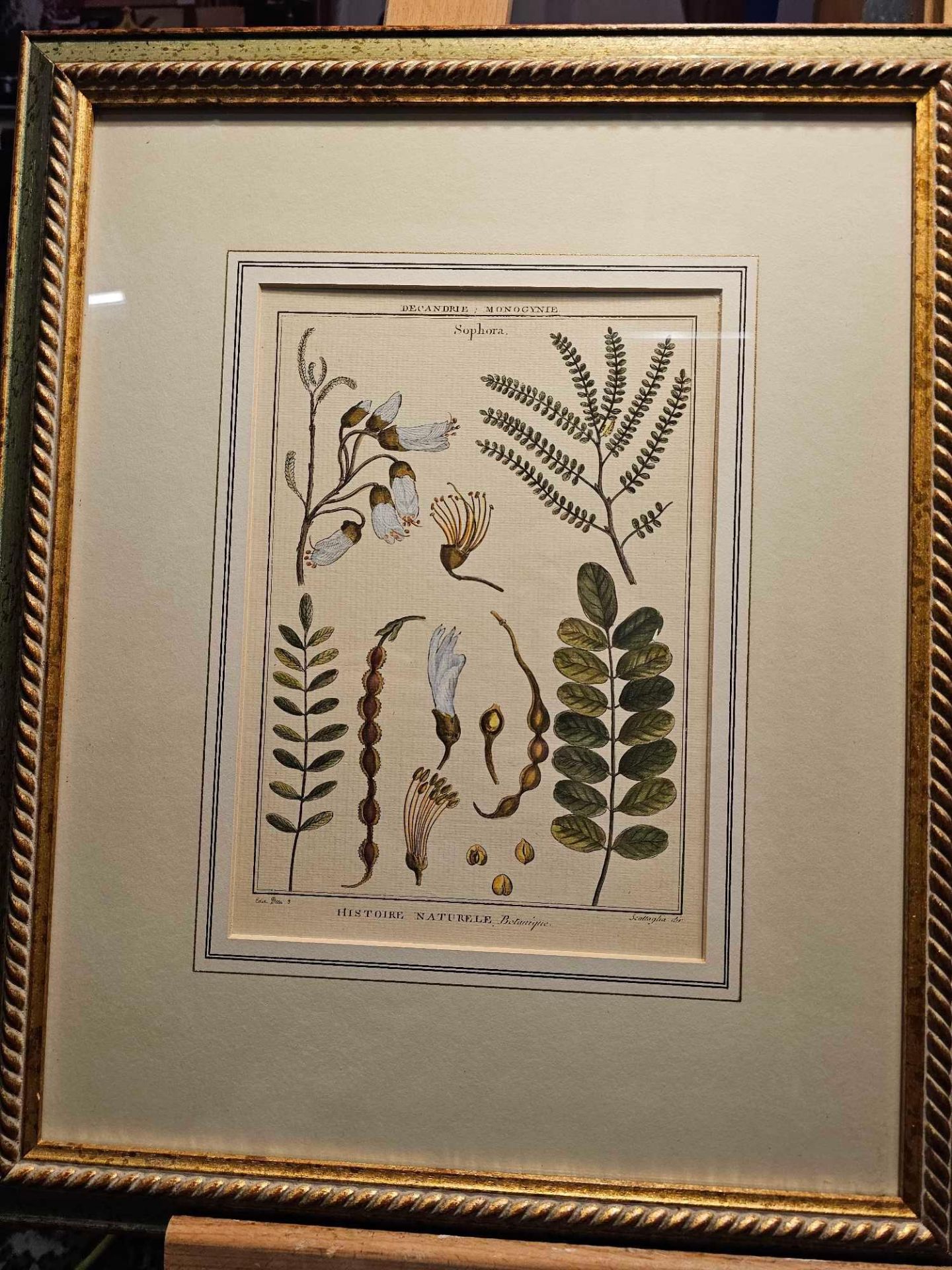 2 x Framed Botanical Prints (1) Decandria Monogyne Sophora. History, Nature, Botany; Scallaglia ( - Image 2 of 4