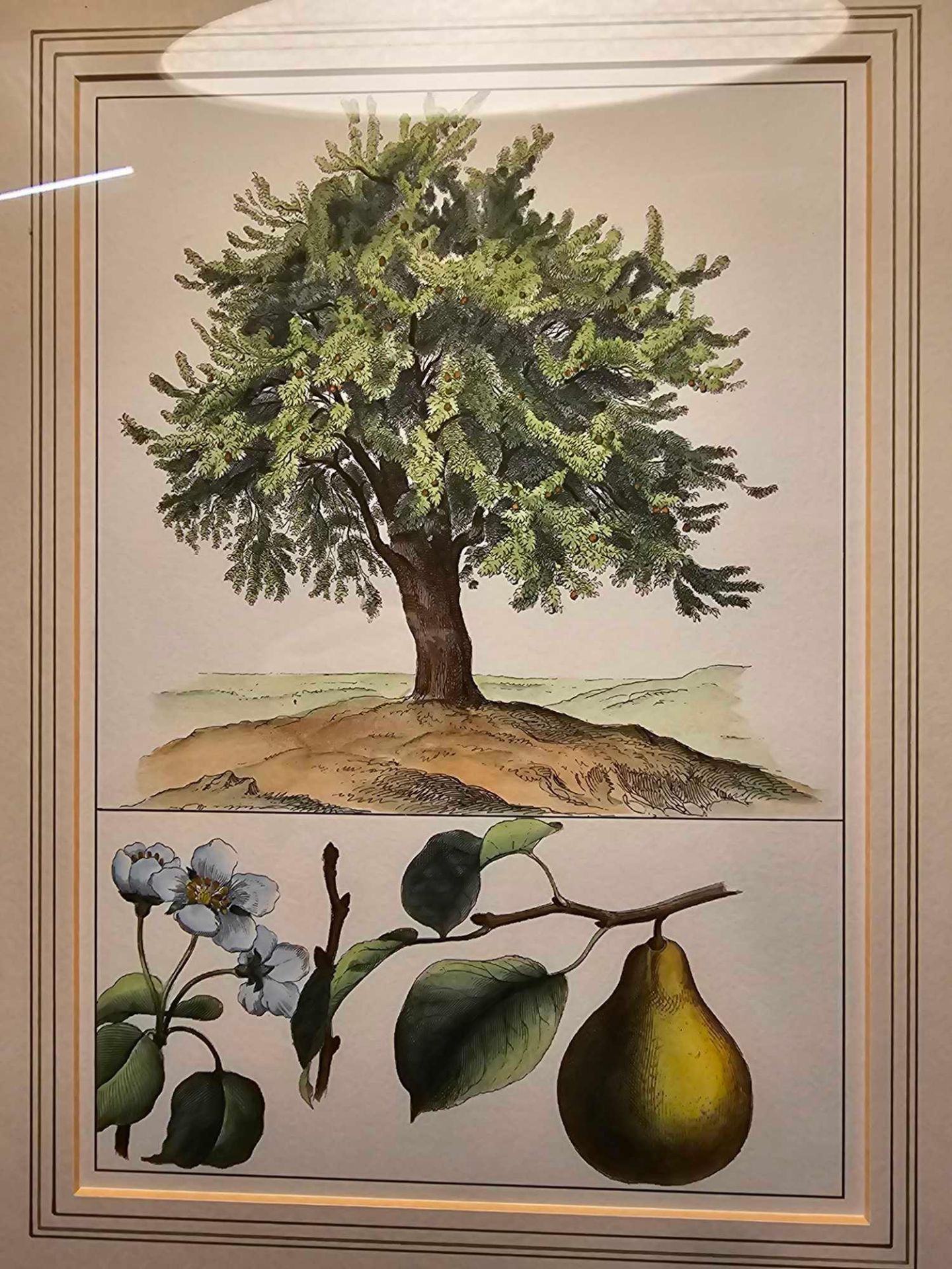 2 x Framed Prints (1) Pear Tree And Fruit German Botanical Artist And (2) Clethra Alnifolia - Image 3 of 4