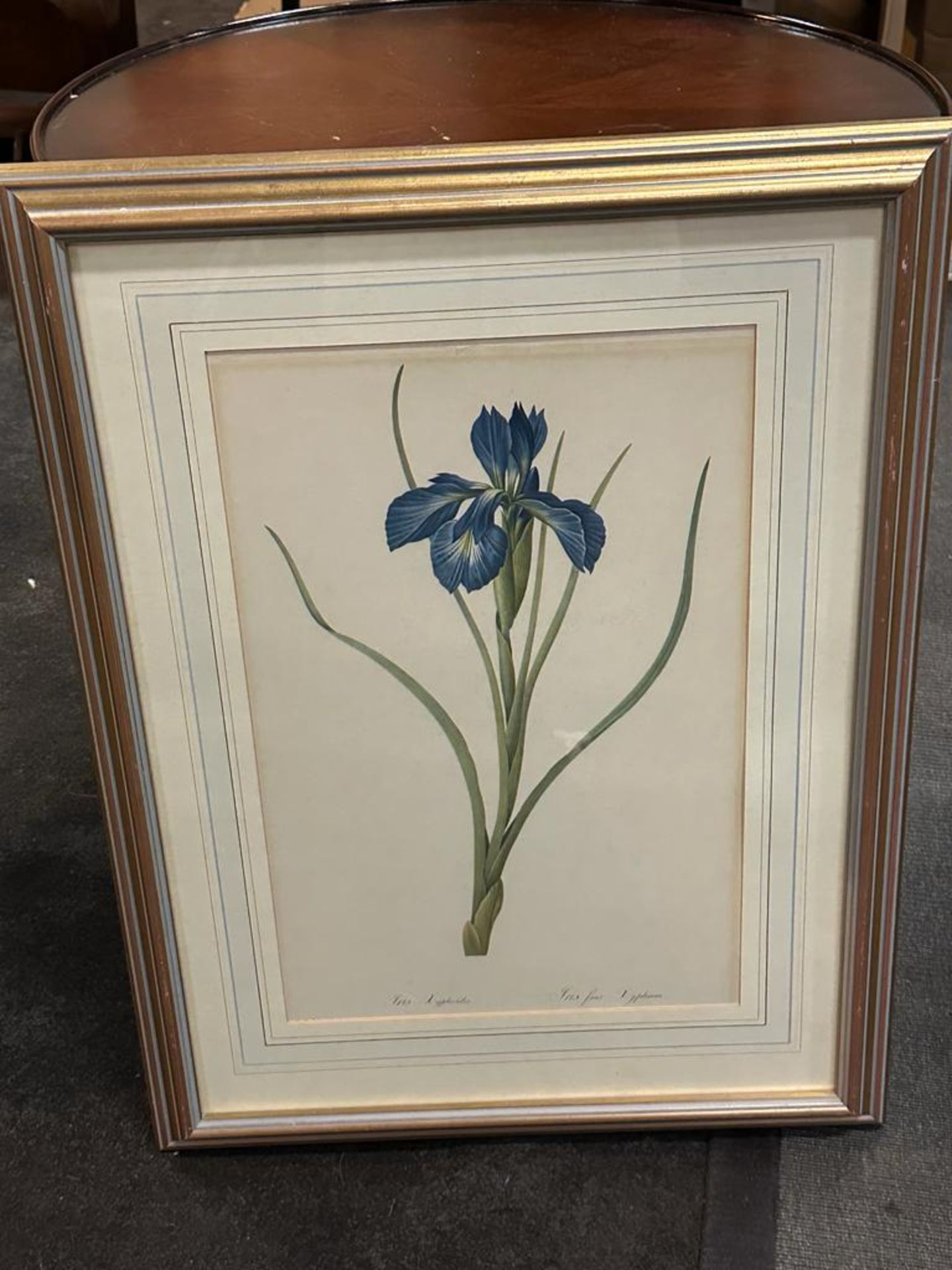 Iris Xyphioides, From Les Liliacees 1808 Framed And Glazed Print - Pierre-Joseph Redoute