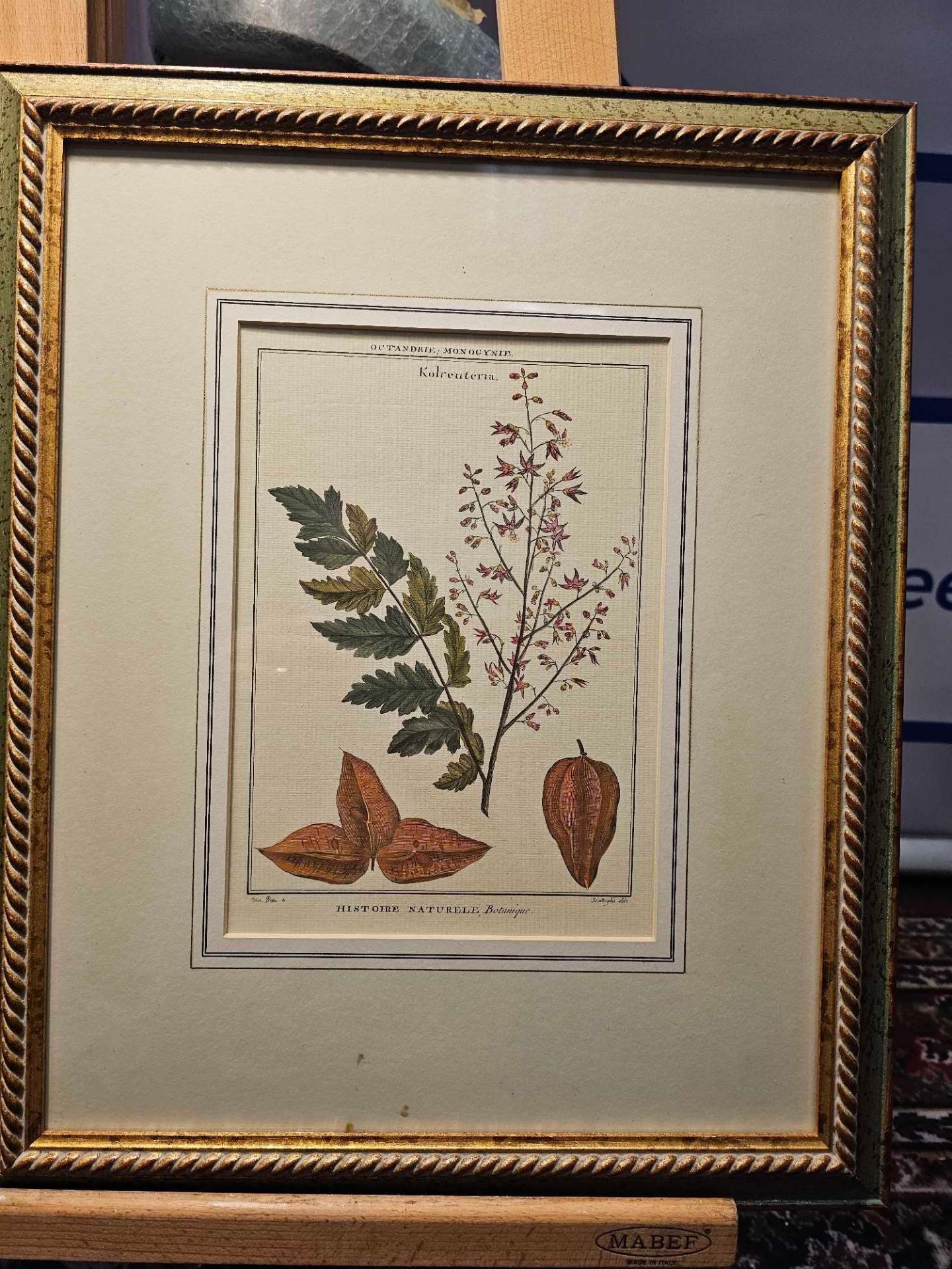 2 x Framed Botanical Prints (1) Decandria Monogyne Sophora. History, Nature, Botany; Scallaglia ( - Image 3 of 4
