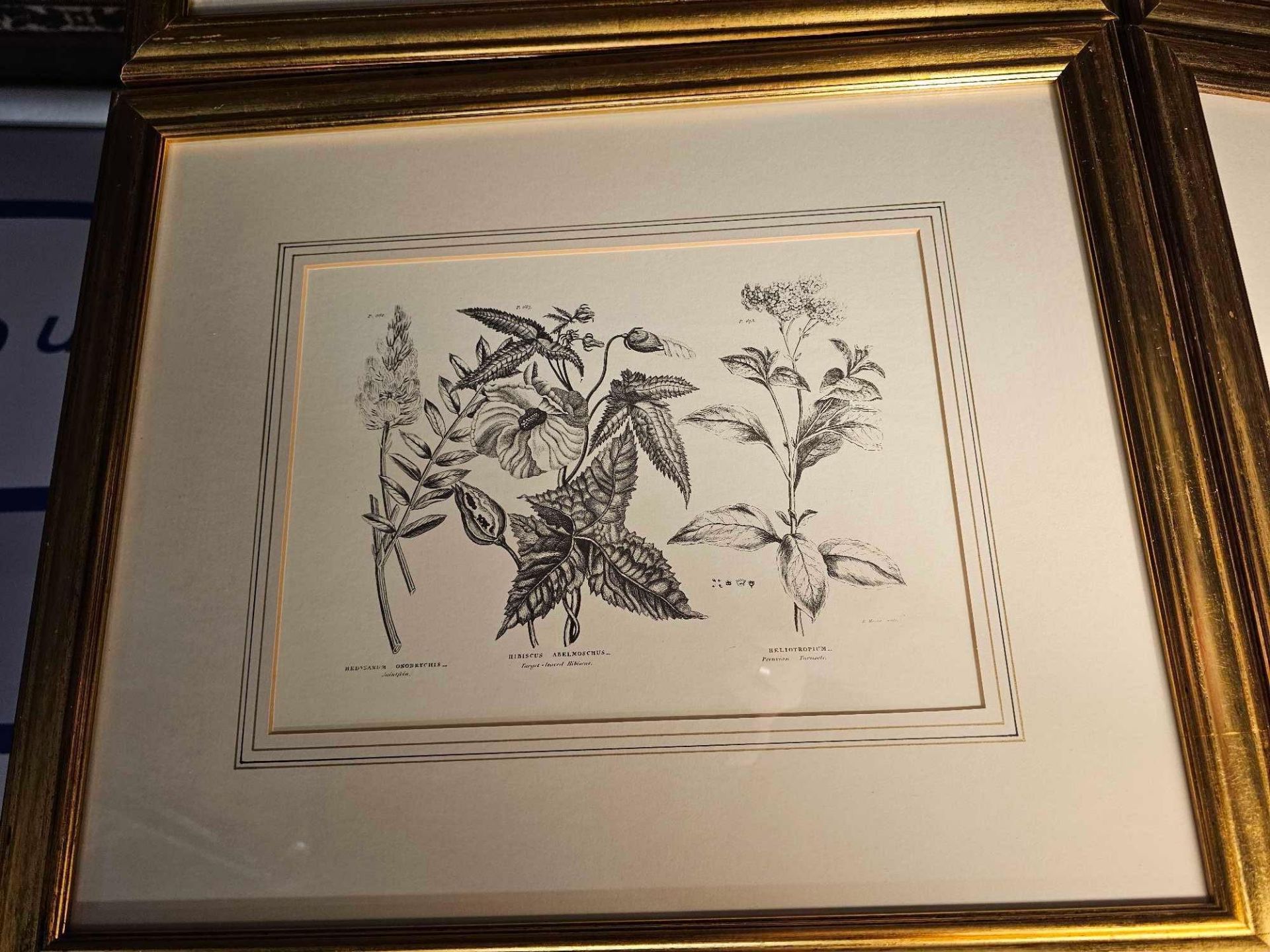 4 x Framed Prints Botanical Studies 48 x 41cm (Hotel 58) - Image 3 of 6