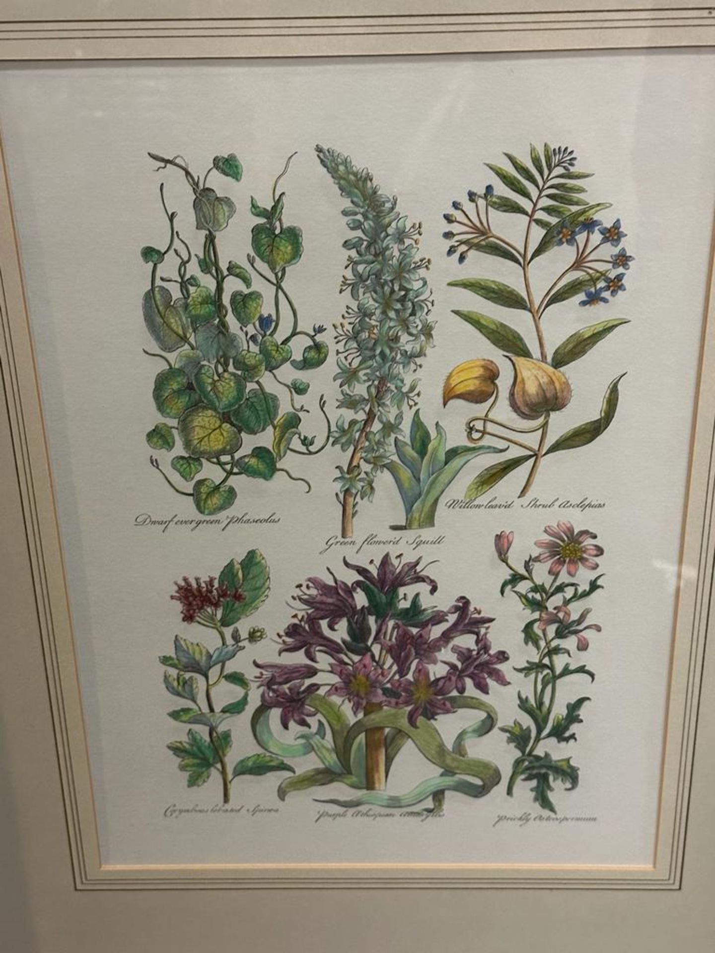 Botanical Print John Hill Dwarf Evergreen Pharcolus Glazed And Framed - Image 2 of 2