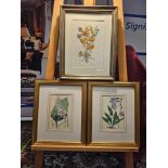 3 x Framed Botanical Prints (1) Hosta Sieboldii (Dr. Siebolds Funckia, Funckia Sieboldiana).