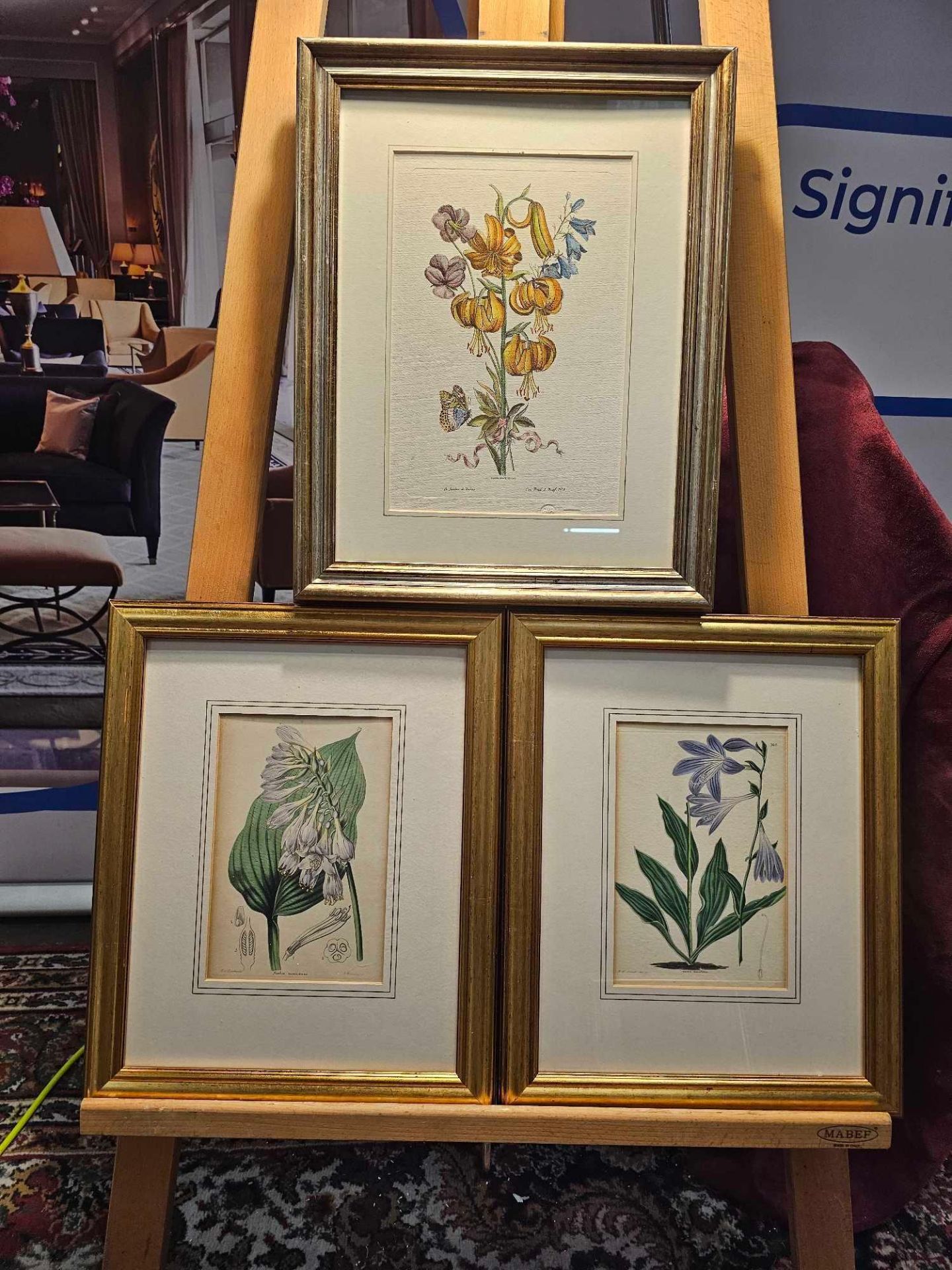 3 x Framed Botanical Prints (1) Hosta Sieboldii (Dr. Siebolds Funckia, Funckia Sieboldiana).