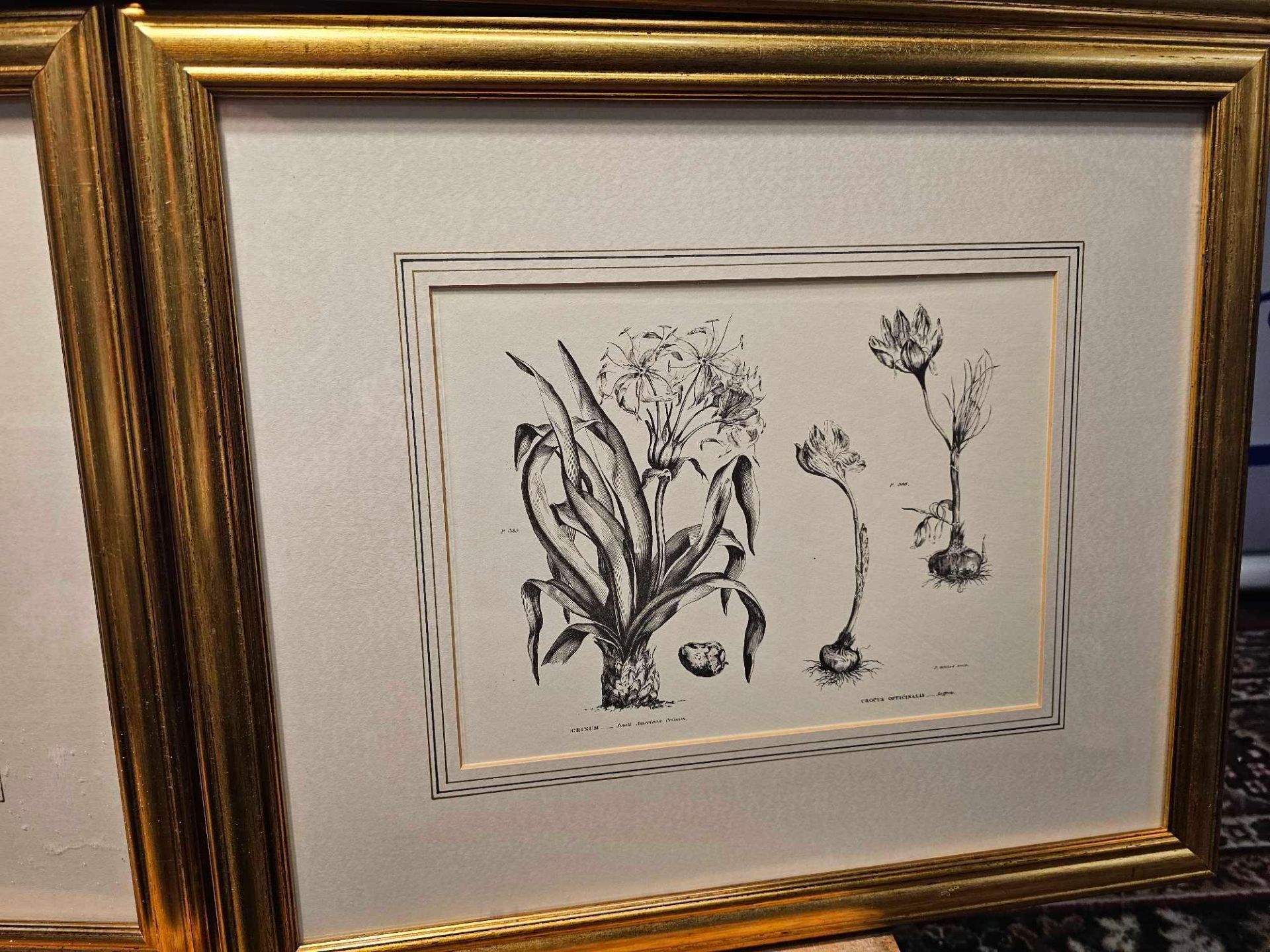 4 x Framed Prints Botanical Studies 48 x 41cm (Hotel 58) - Image 5 of 6