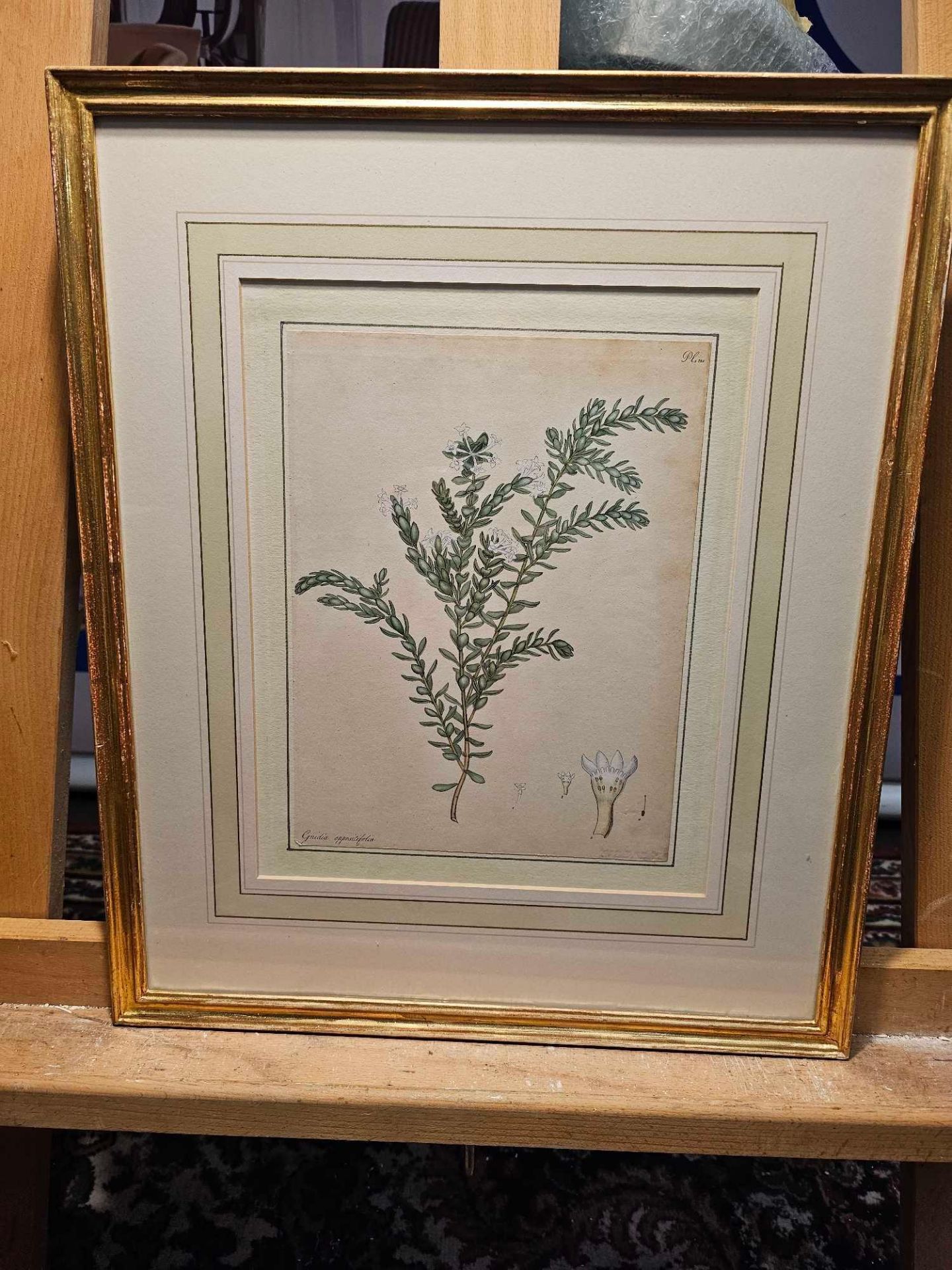 2 x Framed Botanical Prints Green Five Corners Or Green-Flowered Styphelia, Styphelia Viridis.