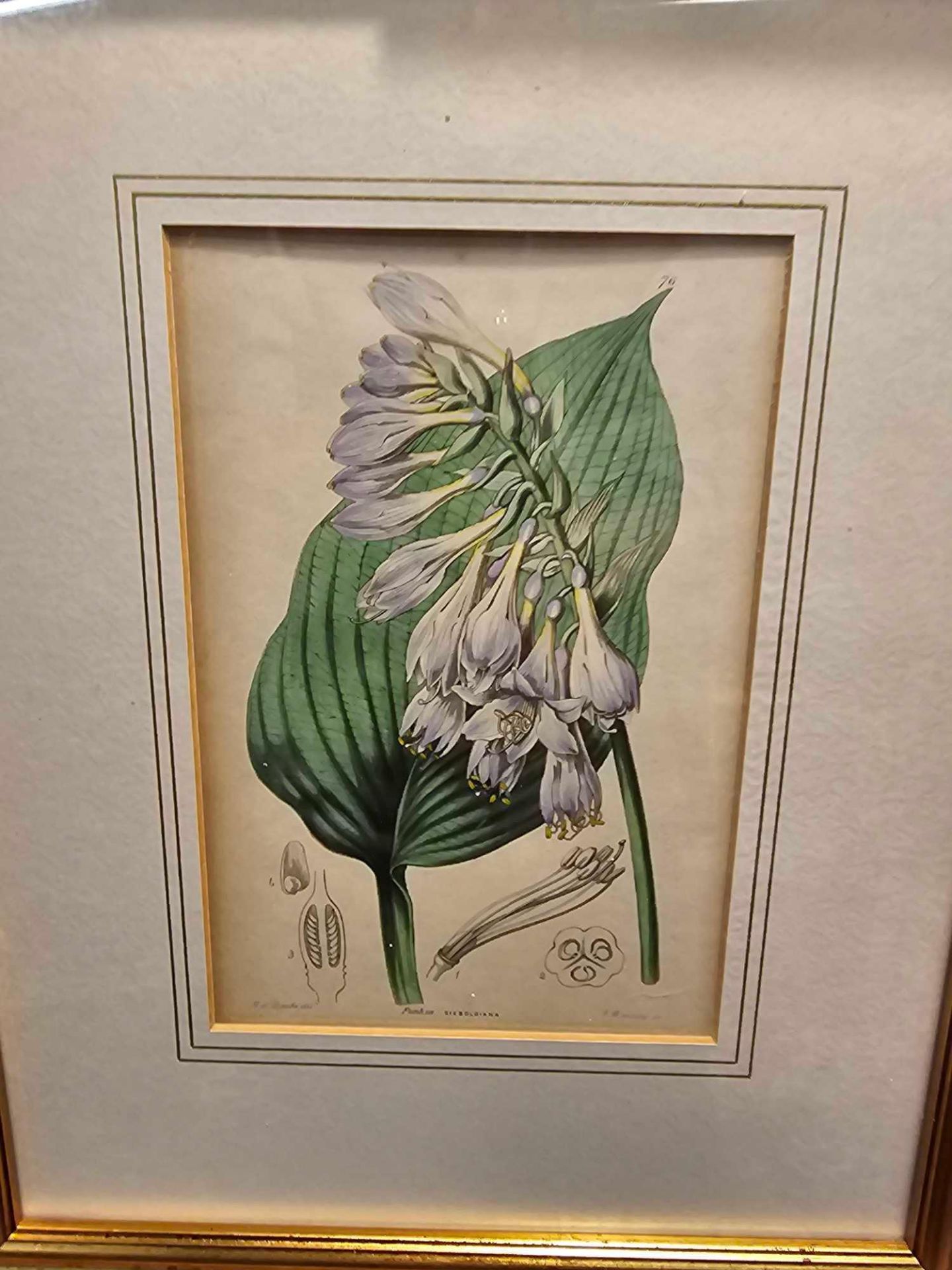 3 x Framed Botanical Prints (1) Hosta Sieboldii (Dr. Siebolds Funckia, Funckia Sieboldiana). - Image 2 of 5