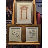 A Set of 3 x Framed Prints 2 Botanical Studies 34 x 39cm And Print After Michelangelo Buonarroti Pen