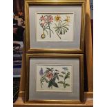 2 x Framed Botanical Prints (1) Amaryllis Reginae Mexican Lily, Arctotis Grandiflora Iamaryllis