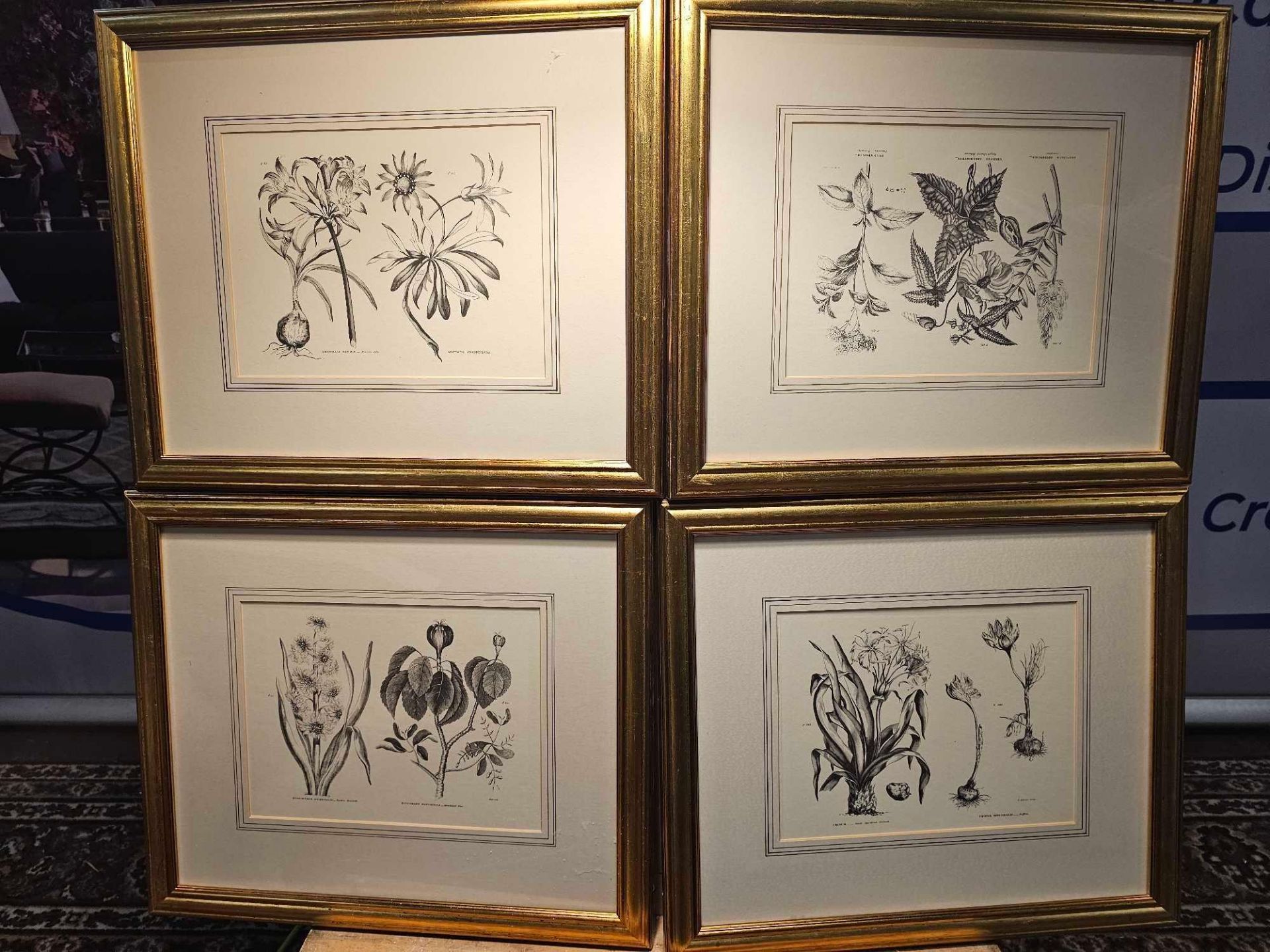 4 x Framed Prints Botanical Studies 48 x 41cm (Hotel 58)