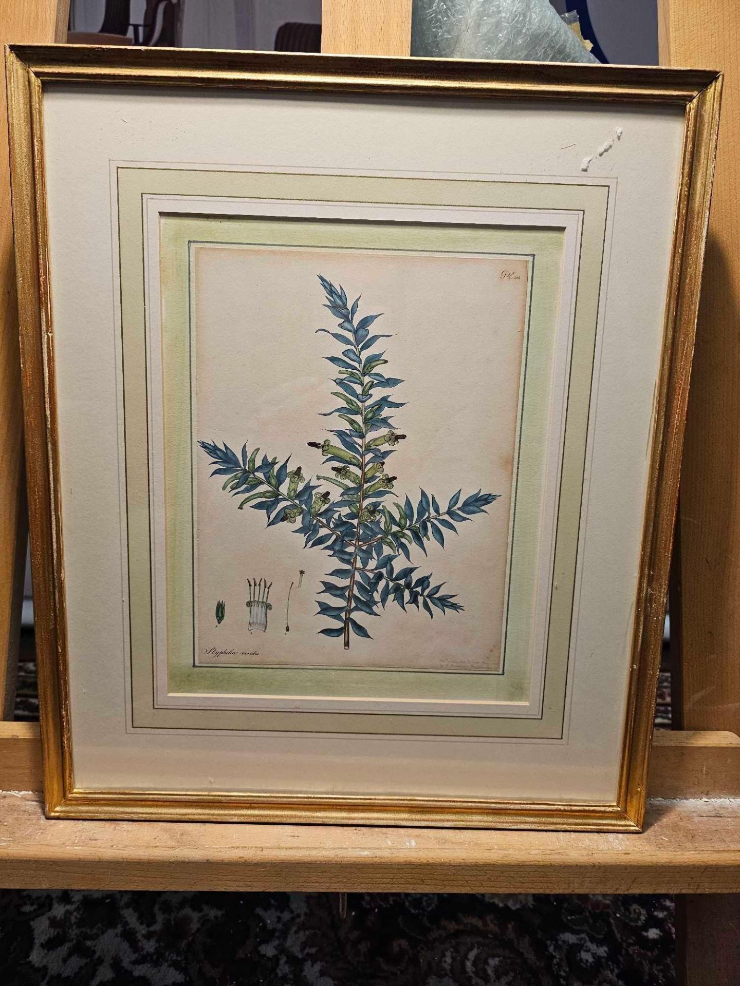 2 x Framed Botanical Prints Green Five Corners Or Green-Flowered Styphelia, Styphelia Viridis. - Image 2 of 3