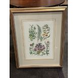 Botanical Print John Hill Dwarf Evergreen Pharcolus Glazed And Framed