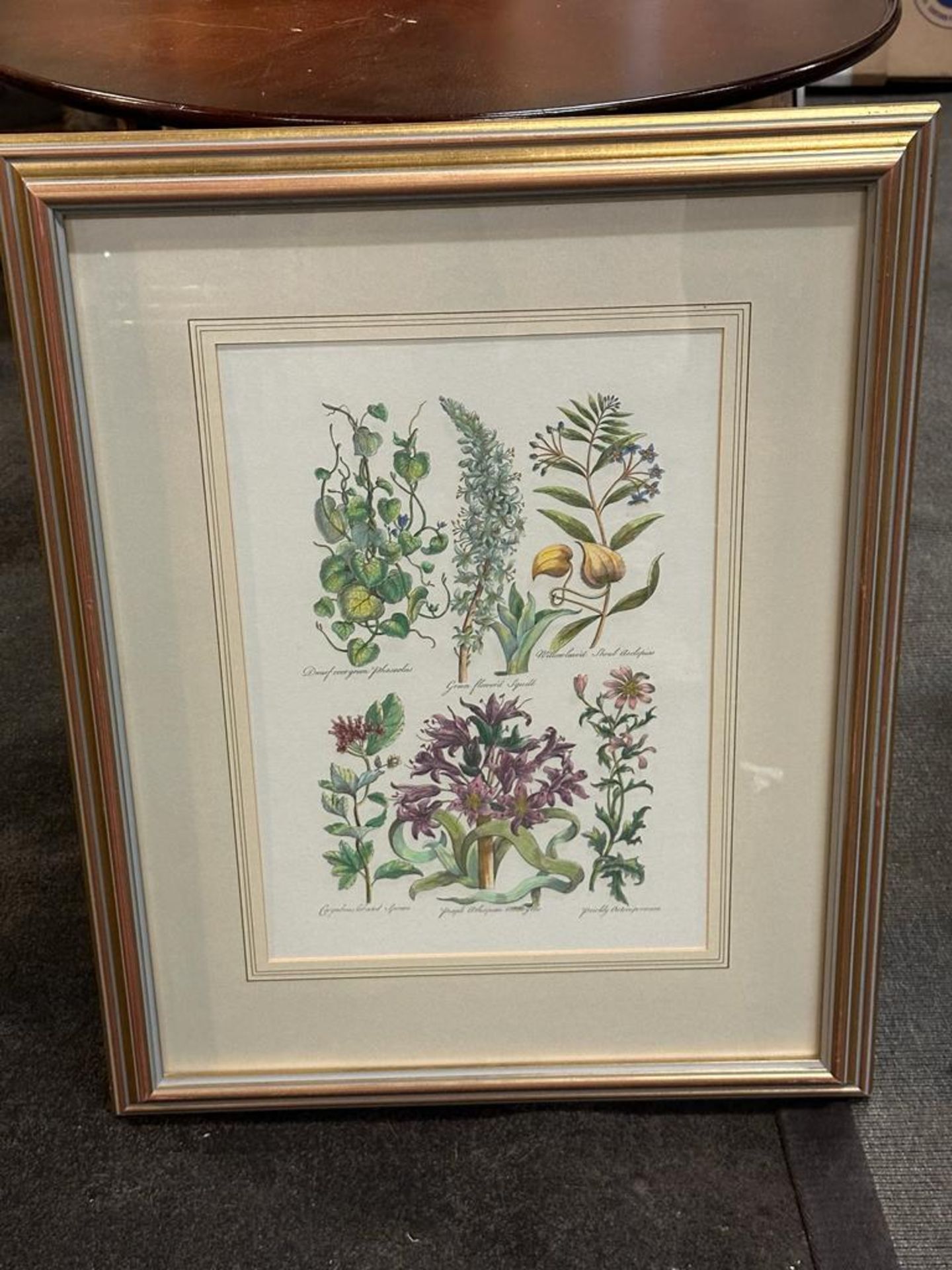 Botanical Print John Hill Dwarf Evergreen Pharcolus Glazed And Framed