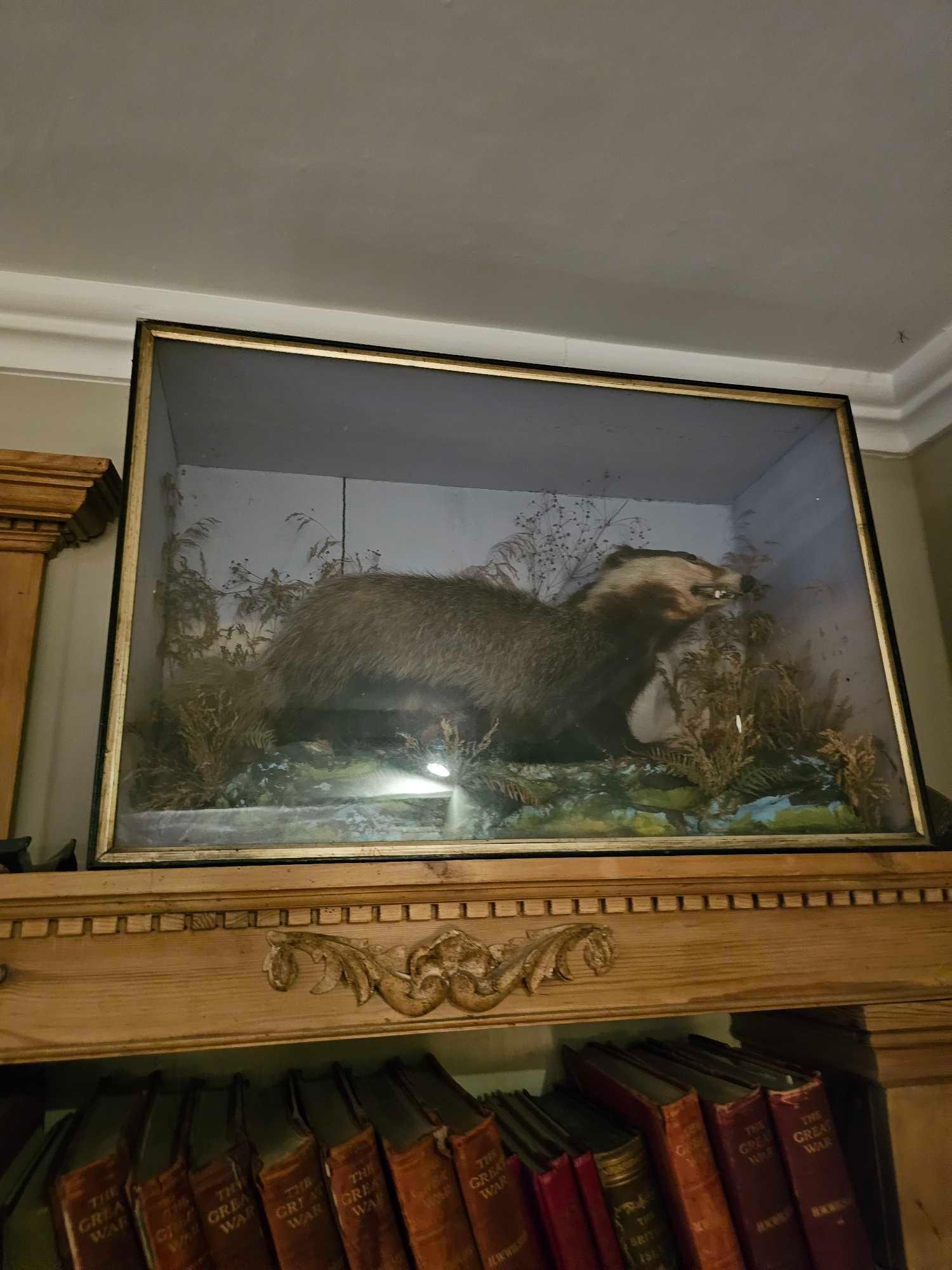 Antique Taxidermy glass cased badger 70 x 47 x 24cm