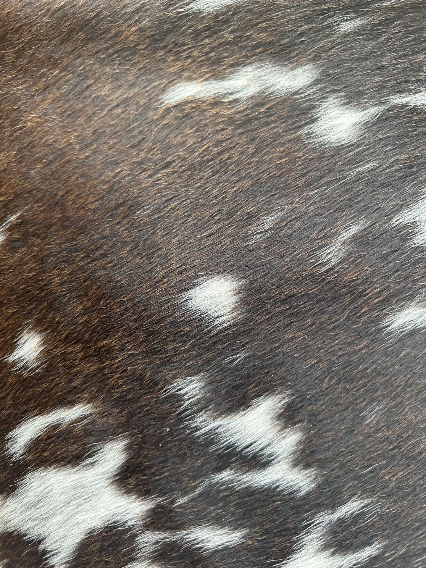 Cowhide Leather Cushion Cover 100% NaturalÂ Cowhide Leather Cushion Is Single-Sided And Rich In - Image 2 of 4