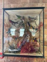 Taxidermy A Large Beautiful Late Taxidermy Bird Display In Original Case Having Different Bird