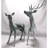 Large pair of stags