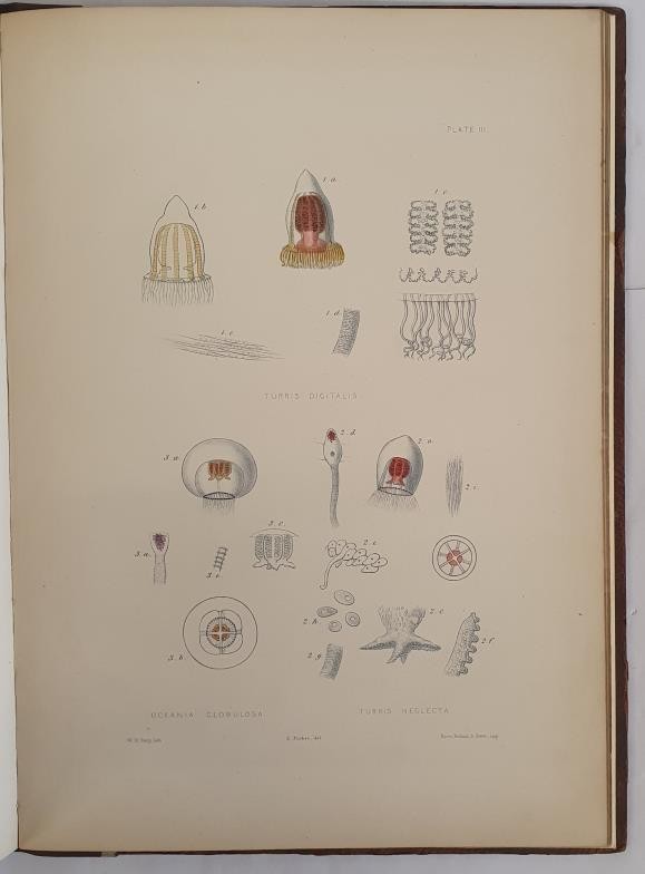 Edward Forbes. A Monograph of the British Naked-Eyed Medusai with figures of all the Species. - Image 5 of 5