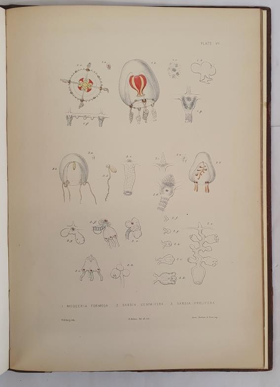 Edward Forbes. A Monograph of the British Naked-Eyed Medusai with figures of all the Species. - Image 3 of 5