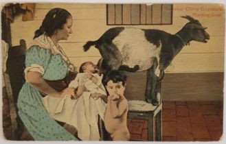 Habana: Chiva Criandra. Nursing Goat. Republica de Cuba. Colour. postally used. 1919. Wonderful