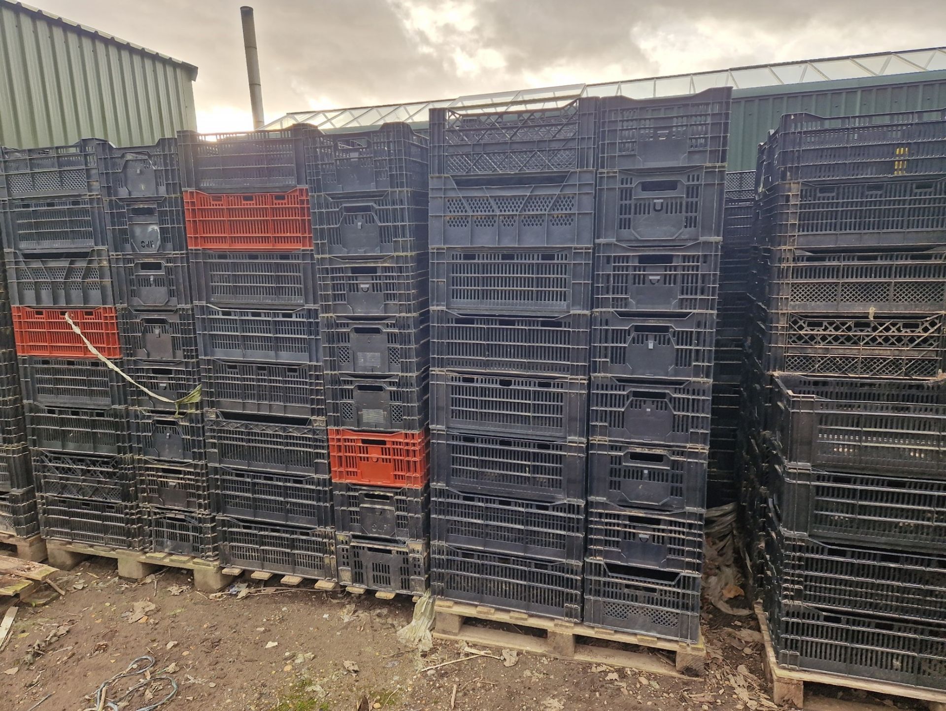 400 x Dutch plastic lily crates 23in x 15in x 9in