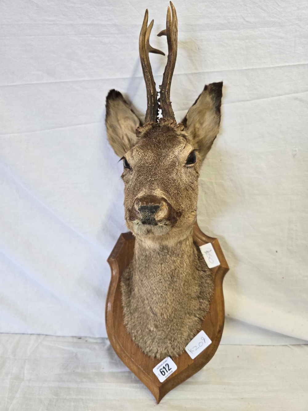 MOUNTED ROE DEER'S HEAD - Image 2 of 2