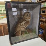 DISPLAY CASE OF A TAXIDERMY OWL