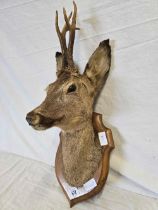 MOUNTED ROE DEER'S HEAD