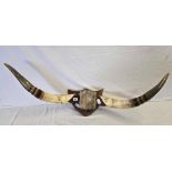 PAIR OF MOUNTED BULL HORNS